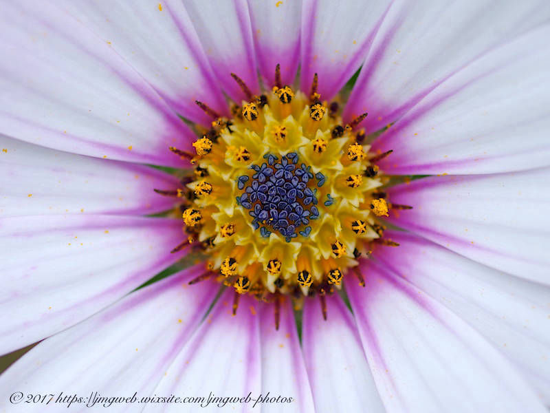 Osteospermum
