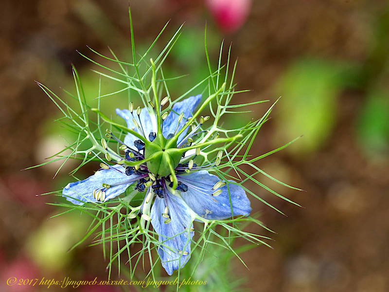 Nigelle de Damas