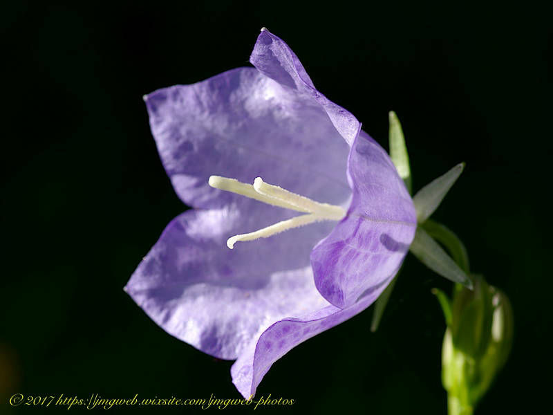 Campanule