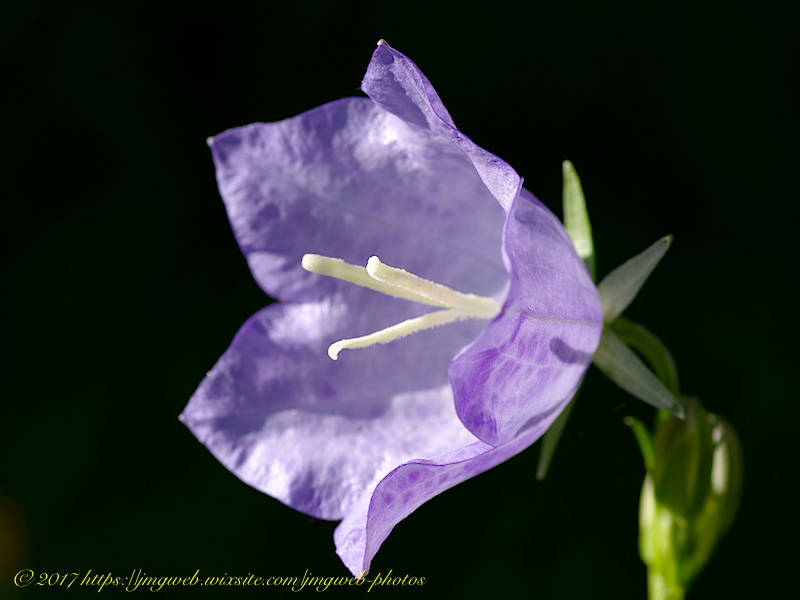 Campanule