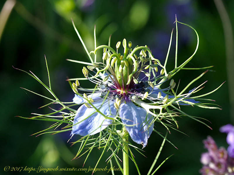 Nigelle de Damas
