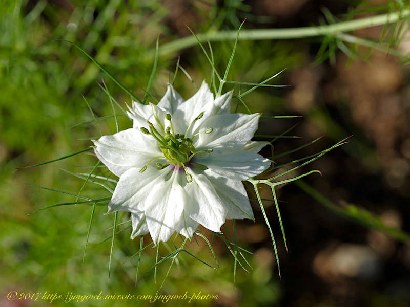 Nigelle de Damas