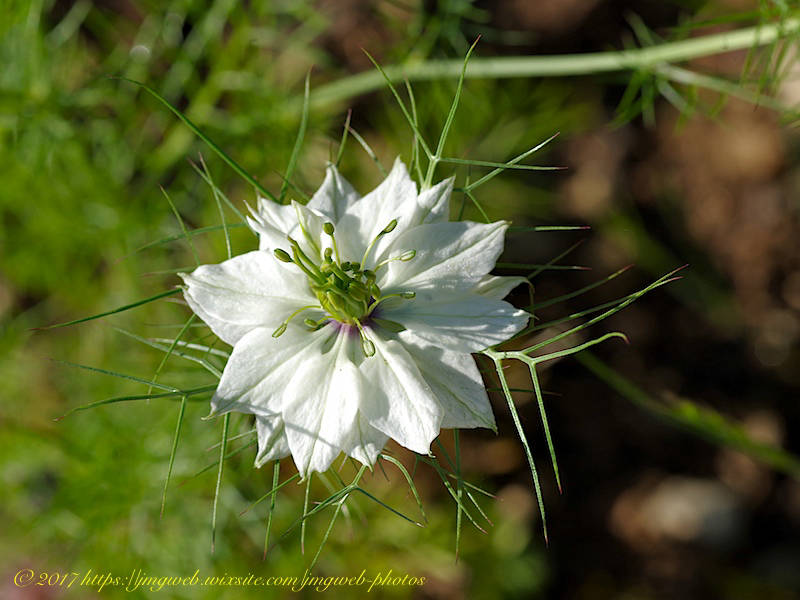 Nigelle de Damas
