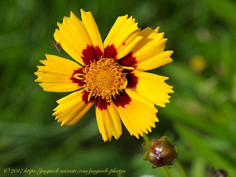 Coreopsis