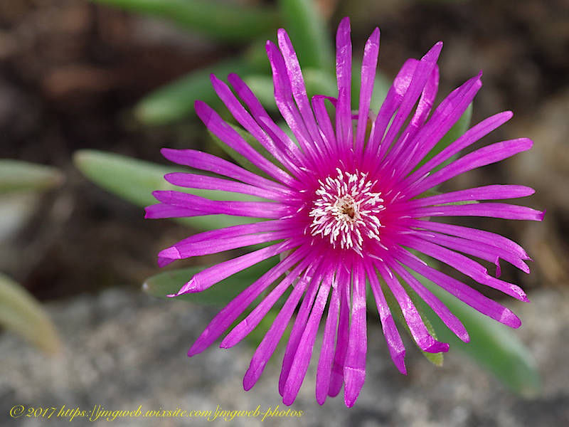 Delosperma cooperi