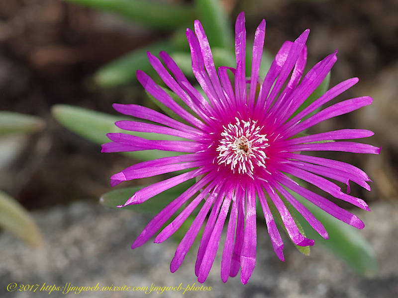 Delosperma cooperi