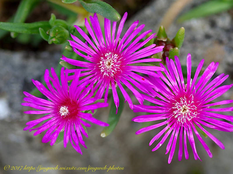 Delosperma cooperi