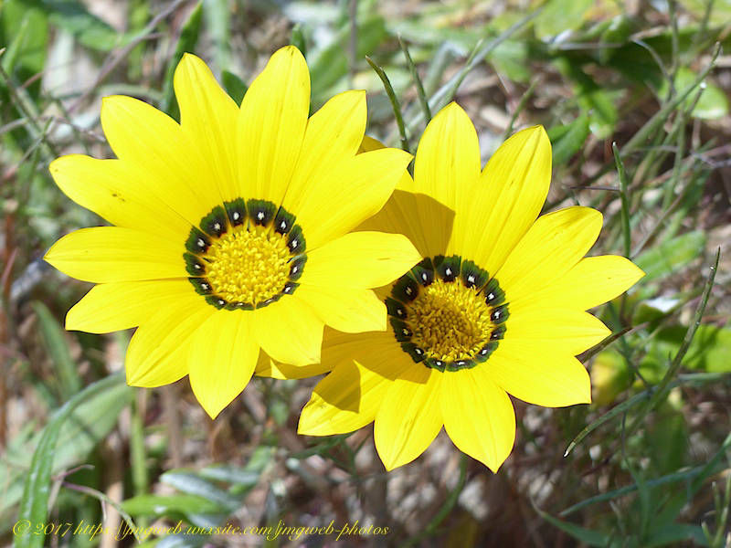 Gazania