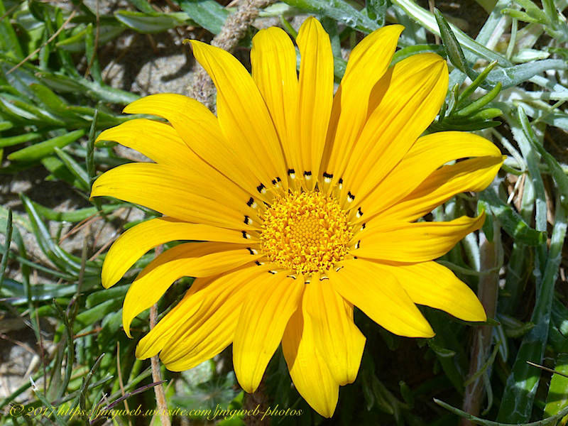 Gazania