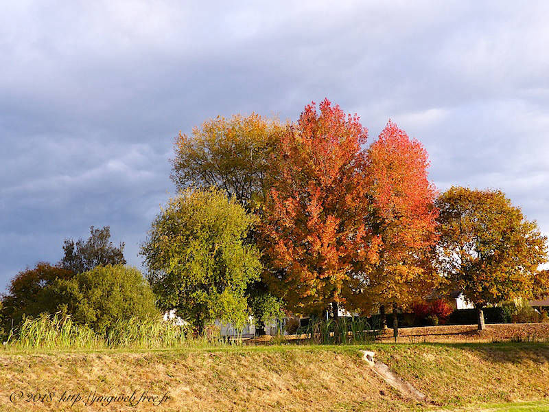Arbres