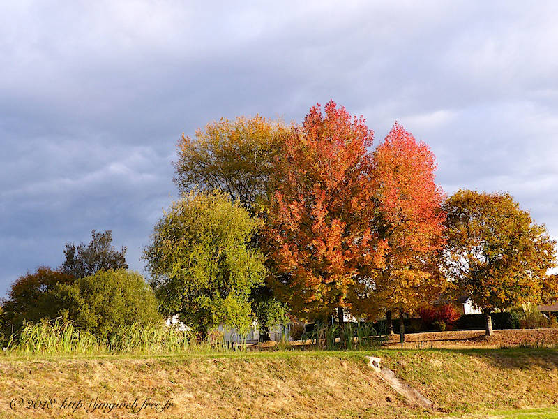 Arbres